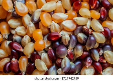 Corn kernel popcorn in varying colors
