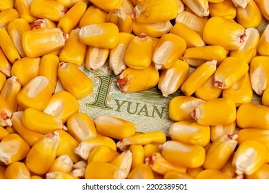 Corn Kernels And China Yuan Money. Chinese Agriculture Trade, Imports And Farming Concept