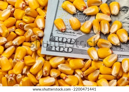 Corn kernels covering 100 dollar bills. corn price and commodity market trading concept.