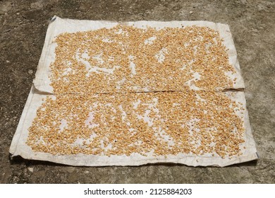 Corn Kernels Are Dried On A White Tarp On The Floor