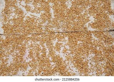 Corn Kernels Are Dried On A White Tarp On The Floor