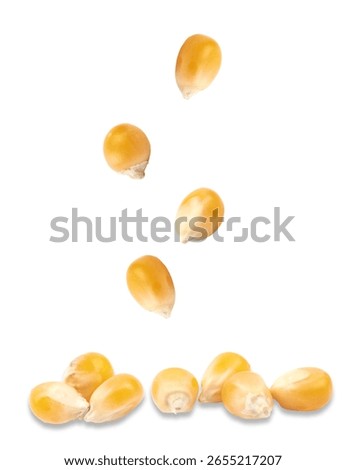 Corn Kernels Falling on White Background.