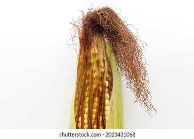 Corn kernels on ear with silk. Grain fill, growth stage and kernel set concept.