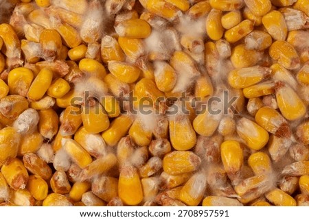Corn kernels in storage with white fuzzy mold. Corn storage, grain bin problems and management concept.