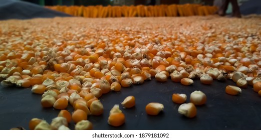 The Corn Kernels Were Scattered On The Black Plinth 