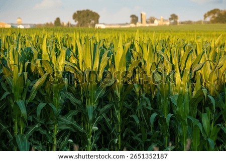 Corn in late sun and shadow with defocused farm in the background during summer
