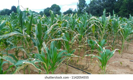 Corn Leaf Burn That Damage By Herbicide, Crop Planting At Field.