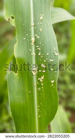 Corn leaf damaged by armyworm pest infestation showing holes and frass excretion.
