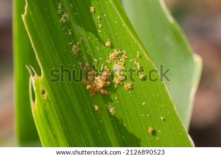 Corn leaf damaged by fall armyworm Spodoptera frugiperda