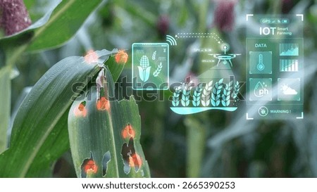 Corn leaf damaged by pests detected by smart farming IoT technology and drone, concept of precision agriculture and crop protection