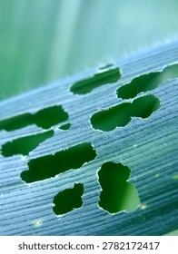 Corn Leaf Damaged by Spodoptera Frugiperda Pest for Agriculture Education and Control Concept Macro