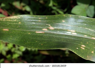 Corn Leaf Disease, Leaf Blight