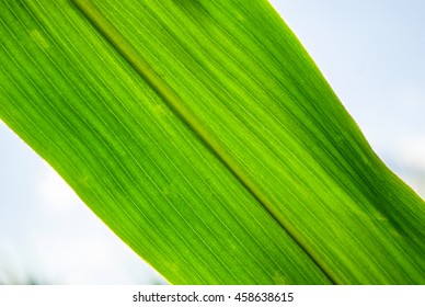 Corn Leaf In The Field