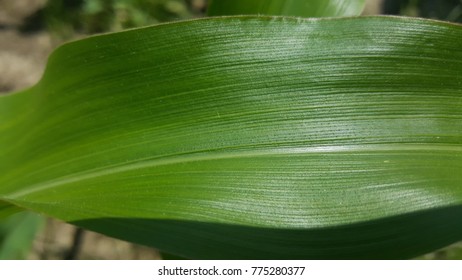 Corn Leaf In The Field