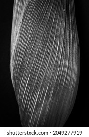 Corn Leaf Texture In Black And White 