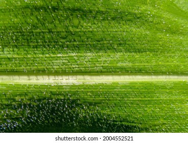 Corn Leaf Texture With Dew Drops