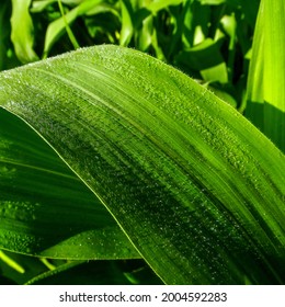 Corn Leaf Texture With Dew Drops
