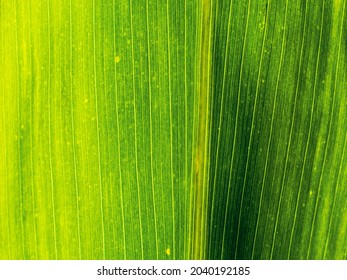 A Corn Leaf Texture - Macro