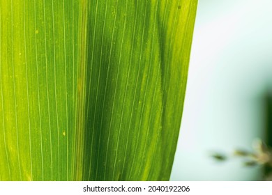 A Corn Leaf Texture - Macro