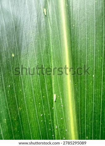 corn leafhopper (Hemiptera: Cicadellidae - Dalbulus maidis)attack on corn plants. Sucking insects on corn plant