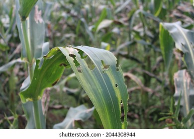 corn leaves damaged by pests - Shutterstock ID 2044308944