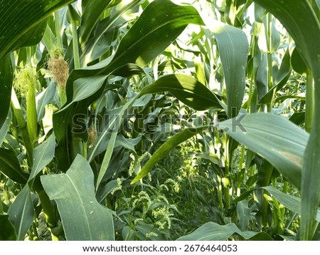 Corn. Long stems are corn’s lefts. 
Corn’s foetuses. This photo is blurred.