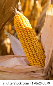 Corn (maize) Crops, Fields, Landscapes, Cobs,  Growth Stages