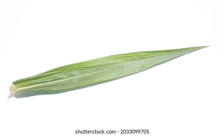 Corn or maize leaf isolated on white background