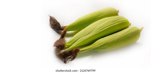 Corn, Maize A North American Cereal Plant That Produces Large Grains Or Kernels Planted In Rows On The Ears. Its Many Varieties Produce Many Products That Are Highly Regarded Both For Human Consumptio