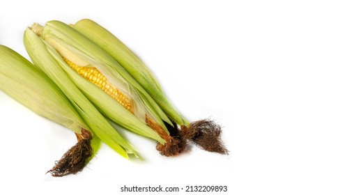 Corn, Maize A North American Cereal Plant That Produces Large Grains Or Kernels Planted In Rows On The Ears. Its Many Varieties Produce Many Products That Are Highly Regarded Both For Human Consumptio