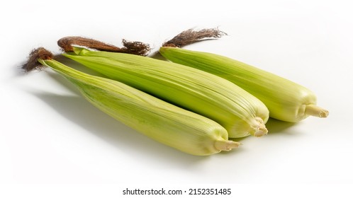 Corn, Maize A North American Cereal Plant That Produces Large Grains Or Kernels Planted In Rows On The Ears. Its Many Varieties Produce Many Products That Are Highly Regarded Both For Human Consumptio