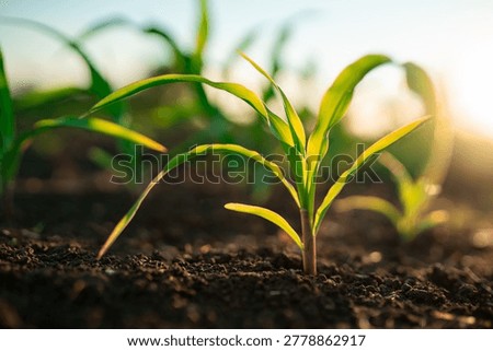 Corn maize plants emerging from soil in agricultural field. Young crop growth during spring farming season