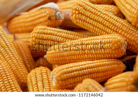 Corn or Maize for processing into yellow fodder. Close up frame.