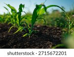 Corn maize seedling emerging from soil, closeup. Agriculture and early growth stage