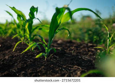 Corn maize seedling emerging from soil, closeup. Agriculture and early growth stage