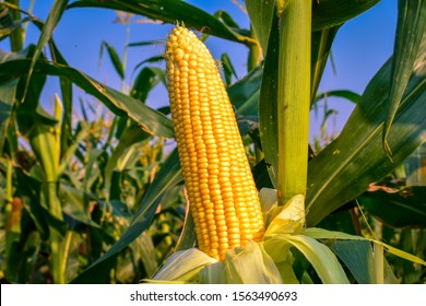 The corn or maize in the sweet corn field. waiting for harvest.