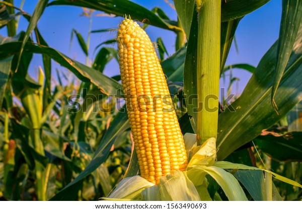 Corn Maize Sweet Corn Field Waiting Stock Photo Edit Now