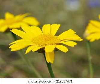 Corn Marigold - Chrysanthemum Segetum