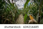 Corn maze