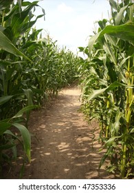 Corn Maze