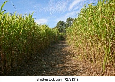 Corn Maze