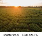 a corn maze in a farm in the countryside during sunset