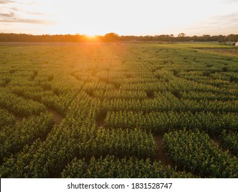 a corn maze in a farm in the countryside during sunset - Shutterstock ID 1831528747