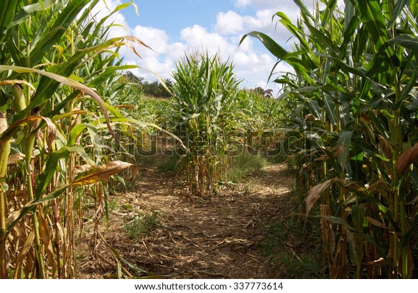 Corn Maze Fork in the\
Path