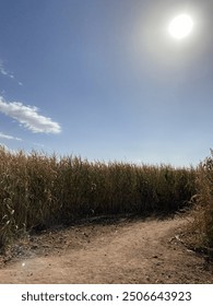 Corn maze at pumpkin patch 