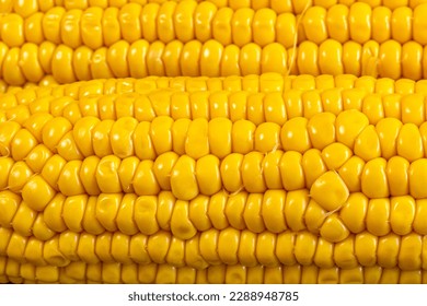 corn on the cob cooked close up