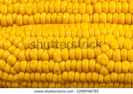 corn on the cob cooked close up
