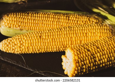 Corn On The Cob. Golden Corn Close Up. Autumn Harvesting. Corn Seeds In Sunlight. Organic Vegetables. Ripe Sweetcorn. Maize Harvest.