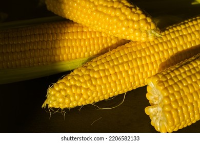 Corn On The Cob. Golden Corn Close Up. Autumn Harvesting. Corn Seeds In Sunlight. Organic Vegetables. Ripe Sweetcorn. Maize Harvest.