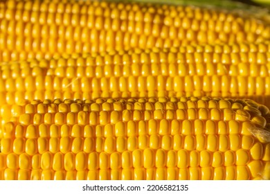 Corn On The Cob. Golden Corn Close Up. Autumn Harvesting. Corn Seeds In Sunlight. Organic Vegetables. Ripe Sweetcorn. Maize Harvest.